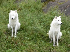 Loups de l'Arctique